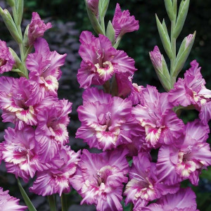 Гладиолус Вувузела Фриззл гофрированный 1 шт.  10/12